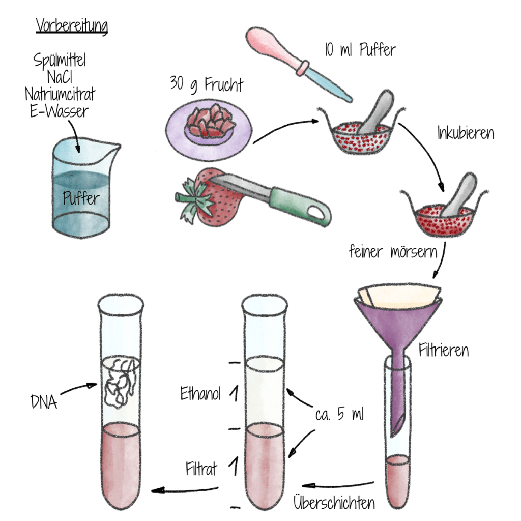 Wissenschaftliche Illustrationen
Experimente illustrieren