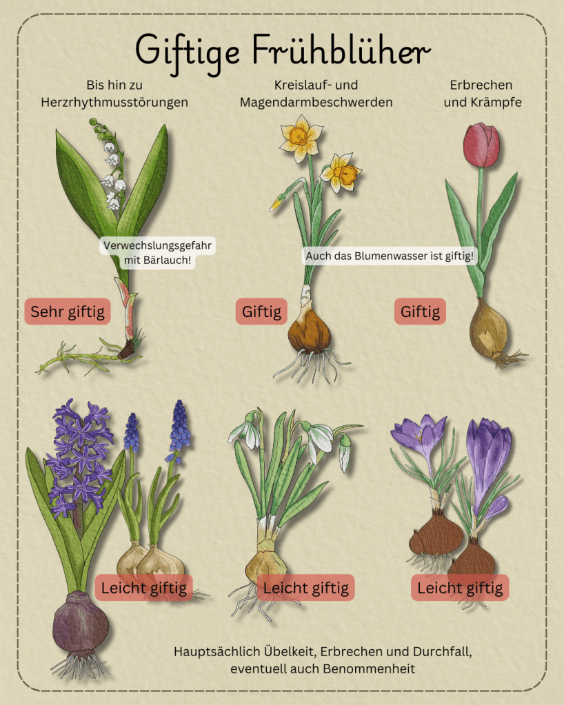 Giftige Frühblüher Infografik 