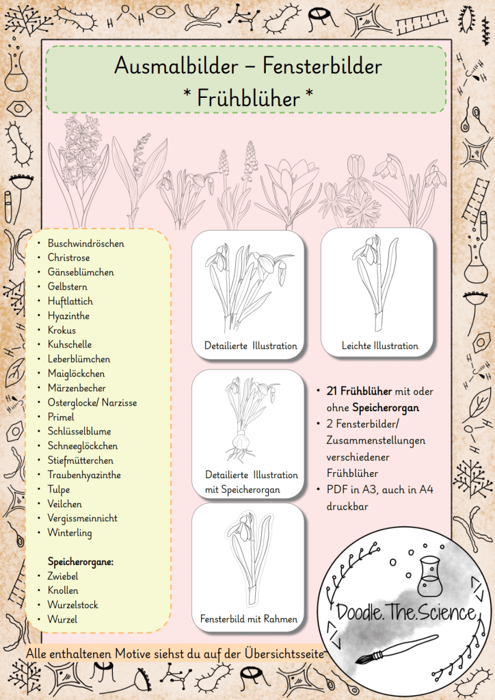 Ausmalbilder Fensterbilder Frühblüher Blumen