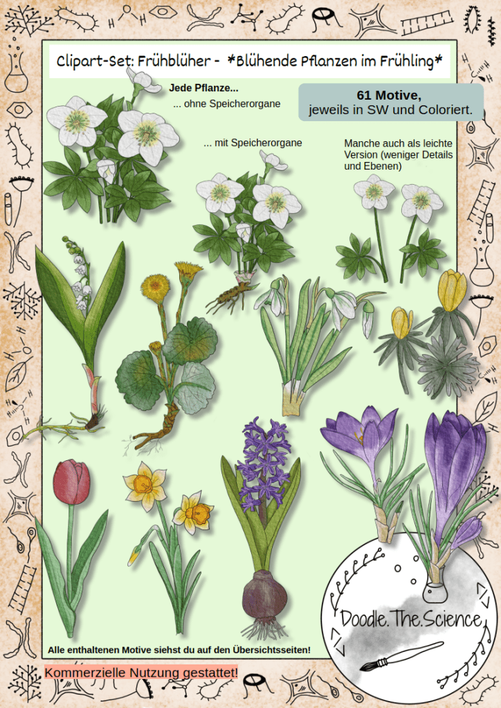 Cliparts Frühblüher Krokus Schneeglöckchen Märzenbecher Maiglöckchen Tulpe Narzisse